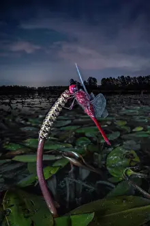 Odonate: Red dragonfly in the torpor of the night, flood