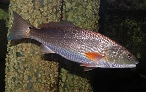 Drum: Red Drum - coastal waters Western Atlantic from
