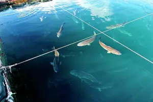 Drum: Red Drum Fish - Mayotte aquaculture