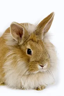Rabbit: RED DWARF RABBIT AGAINST A WHITE BACKGROUND