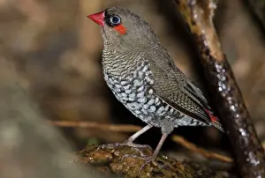 Firetails: Red-eared Firetail - on ground