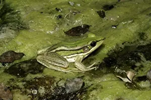 Mekong: Red-eared frog