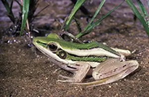 Erythraea: Red-eared Frog
