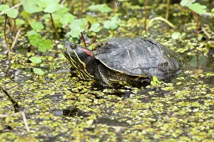 Emydidae: Red-Eared Pond Slider