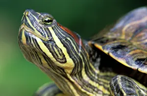 Trachemys: Red-Eared Slider