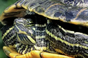 Trachemys: Red-Eared Slider