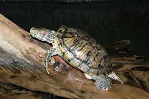 Trachemys: Red-eared Slider