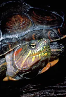 Trachemys: Red-eared Slider