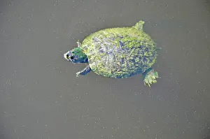 Trachemys: Red-eared slider