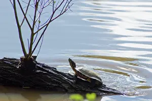 Nonnative: Red-Eared Slider