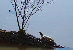 Nonnative: Red-Eared Slider