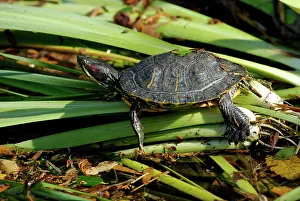 Trachemys: Red-eared Slider basking in the sun