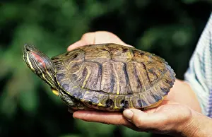 Trachemys: Red-Eared Slider - Belgium