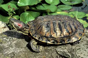 Trachemys: Red-Eared Slider - at edge of pond