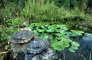Trachemys: Red-Eared Slider - at edge of pond