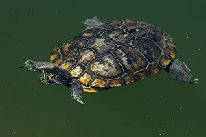 Trachemys: red-eared slider, old melanistic individual, Maryland