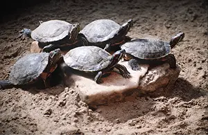 David Nance: Red-eared Slider Terrapins / Turlte - five
