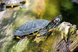 Worth: Red-eared Slider (Trachemys scripta)