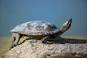 Trachemys: Red-eared slider (Trachemys scripta elegans), adult