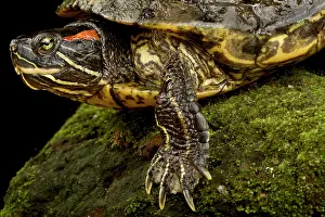 Introduced: Red-eared Slider (Trachemys scripta elegans), on
