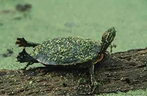 Contentment: Red-Eared Slider Turtle / Terrapin - on log