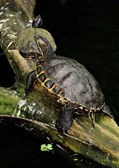 Trachemys: Red-Eared Slider Turtles
