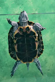 Pseudemys: Red-eared Terrapin