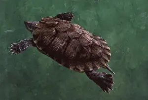 Terrapin: RED-EARED TERRAPIN