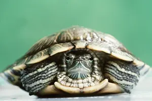 Terrapin: RED-EARED TERRAPIN