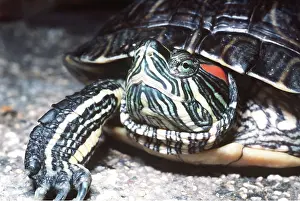 Terrapin: RED EARED TERRAPIN - C/U HEAD