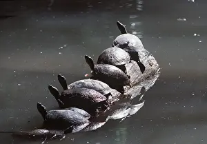 Terrapin: RED EARED TERRAPIN - group on rock
