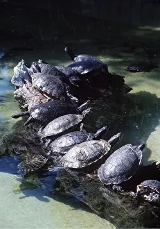Basking: RED-EARED TERRAPINS - Basking