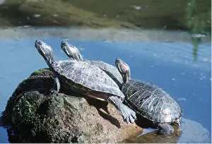 Basking: RED-EARED TERRAPINS - Basking in sun