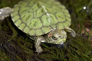 Emydidae: Red-eared Turtle