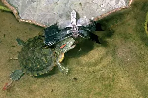 Trachemys: Red-eared Turtle Eating Dragonfly