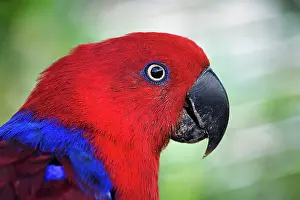 Lippe: Red eclectus parrot (eclectus roratus), female