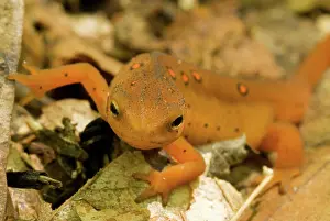 Redspotted: Red Eft