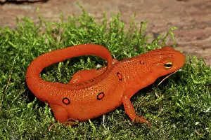 Viridescens: Red Eft - Terrestrial Form of Red-Spotted Newt