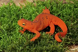 Viridescens: Red Eft - Terrestrial Form of Red-Spotted Newt