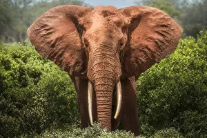 Tsavo: Red elephant (Loxodonta africana) eating in the