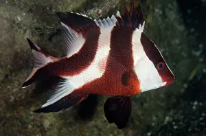 Snapper: Red Emperor Snapper - on night dive