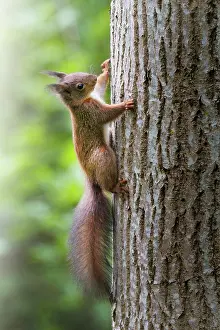 Mamm: Red european squirrel (Sciurus vulgaris) climbing