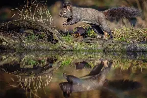 Dynamics: Red european squirrel (Sciurus vulgaris) jumping