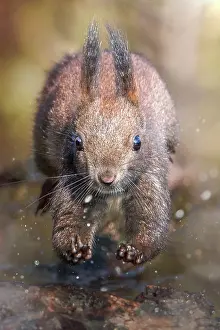 Dynamics: Red european squirrel (Sciurus vulgaris) jumping