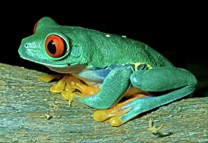 Brightly: Red Eye Tree Frog