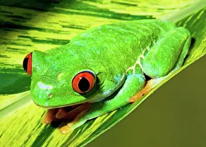Redeyed: Red Eye Tree Frog