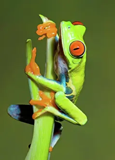 Redeyed: Red Eye Tree Frog