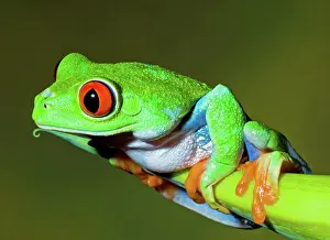 Callidryas: Red Eye Tree Frog