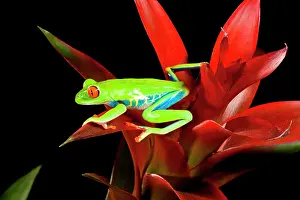 Callidryas: Red Eye Treefrog, Agalychnis callidryas