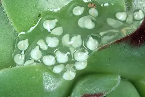 Treefrogs: Red-Eye Treefrog Tadpoles